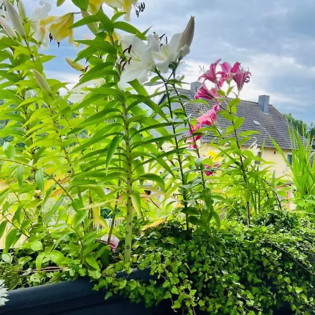 Casa de hóspedes K.krause